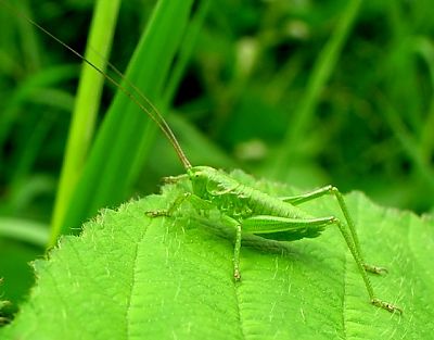 [17-09-10] grote_groene_sabelsprinkhaan2_vld100507.jpg